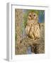 Barred Owl perched in cypress tree, Texas, USA-Larry Ditto-Framed Photographic Print