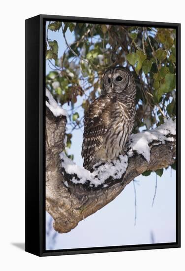 Barred Owl Perched on Branch-W. Perry Conway-Framed Stretched Canvas