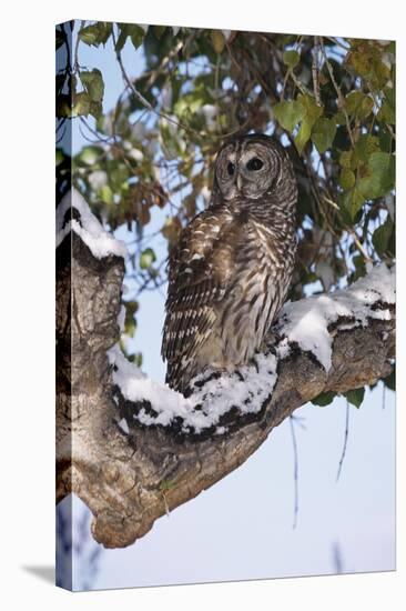 Barred Owl Perched on Branch-W. Perry Conway-Stretched Canvas