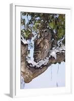 Barred Owl Perched on Branch-W. Perry Conway-Framed Photographic Print