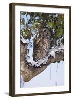Barred Owl Perched on Branch-W. Perry Conway-Framed Photographic Print