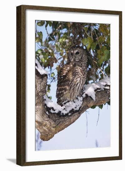 Barred Owl Perched on Branch-W. Perry Conway-Framed Photographic Print
