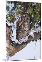 Barred Owl Perched on Branch-W. Perry Conway-Mounted Photographic Print