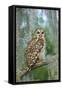 Barred Owl (Strix Varia) in Bald Cypress Forest on Caddo Lake, Texas, USA-Larry Ditto-Framed Stretched Canvas