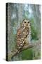 Barred Owl (Strix Varia) in Bald Cypress Forest on Caddo Lake, Texas, USA-Larry Ditto-Stretched Canvas