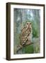 Barred Owl (Strix Varia) in Bald Cypress Forest on Caddo Lake, Texas, USA-Larry Ditto-Framed Photographic Print