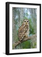 Barred Owl (Strix Varia) in Bald Cypress Forest on Caddo Lake, Texas, USA-Larry Ditto-Framed Photographic Print