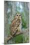 Barred Owl (Strix Varia) in Bald Cypress Forest on Caddo Lake, Texas, USA-Larry Ditto-Mounted Photographic Print