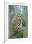 Barred Owl (Strix Varia) in Bald Cypress Forest on Caddo Lake, Texas, USA-Larry Ditto-Framed Photographic Print