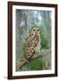 Barred Owl (Strix Varia) in Bald Cypress Forest on Caddo Lake, Texas, USA-Larry Ditto-Framed Photographic Print