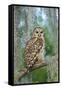 Barred Owl (Strix Varia) in Bald Cypress Forest on Caddo Lake, Texas, USA-Larry Ditto-Framed Stretched Canvas