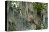 Barred Owl (Strix Varia) in Bald Cypress Forest on Caddo Lake, Texas, USA-Larry Ditto-Stretched Canvas