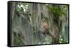 Barred Owl (Strix Varia) in Bald Cypress Forest on Caddo Lake, Texas, USA-Larry Ditto-Framed Stretched Canvas