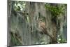 Barred Owl (Strix Varia) in Bald Cypress Forest on Caddo Lake, Texas, USA-Larry Ditto-Mounted Photographic Print