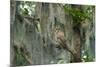 Barred Owl (Strix Varia) in Bald Cypress Forest on Caddo Lake, Texas, USA-Larry Ditto-Mounted Photographic Print