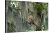 Barred Owl (Strix Varia) in Bald Cypress Forest on Caddo Lake, Texas, USA-Larry Ditto-Stretched Canvas
