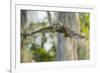 Barred Owl (Strix Varia) in Bald Cypress Forest on Caddo Lake, Texas, USA-Larry Ditto-Framed Photographic Print