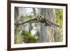 Barred Owl (Strix Varia) in Bald Cypress Forest on Caddo Lake, Texas, USA-Larry Ditto-Framed Photographic Print