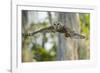 Barred Owl (Strix Varia) in Bald Cypress Forest on Caddo Lake, Texas, USA-Larry Ditto-Framed Photographic Print