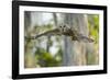 Barred Owl (Strix Varia) in Bald Cypress Forest on Caddo Lake, Texas, USA-Larry Ditto-Framed Photographic Print