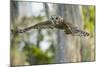 Barred Owl (Strix Varia) in Bald Cypress Forest on Caddo Lake, Texas, USA-Larry Ditto-Mounted Photographic Print