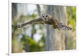 Barred Owl (Strix Varia) in Bald Cypress Forest on Caddo Lake, Texas, USA-Larry Ditto-Framed Photographic Print