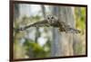 Barred Owl (Strix Varia) in Bald Cypress Forest on Caddo Lake, Texas, USA-Larry Ditto-Framed Photographic Print