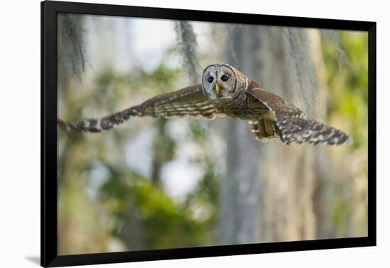 Barred Owl (Strix Varia) in Bald Cypress Forest on Caddo Lake, Texas, USA-Larry Ditto-Framed Photographic Print