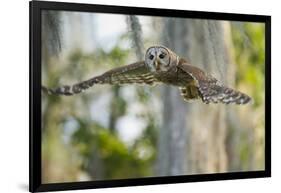 Barred Owl (Strix Varia) in Bald Cypress Forest on Caddo Lake, Texas, USA-Larry Ditto-Framed Photographic Print