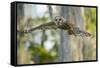 Barred Owl (Strix Varia) in Bald Cypress Forest on Caddo Lake, Texas, USA-Larry Ditto-Framed Stretched Canvas
