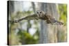 Barred Owl (Strix Varia) in Bald Cypress Forest on Caddo Lake, Texas, USA-Larry Ditto-Stretched Canvas