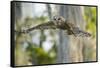 Barred Owl (Strix Varia) in Bald Cypress Forest on Caddo Lake, Texas, USA-Larry Ditto-Framed Stretched Canvas