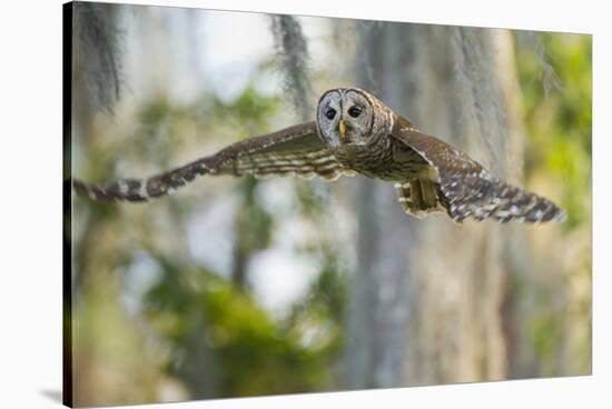 Barred Owl (Strix Varia) in Bald Cypress Forest on Caddo Lake, Texas, USA-Larry Ditto-Stretched Canvas