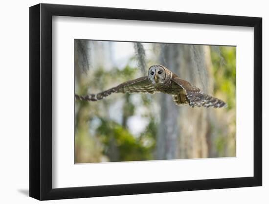 Barred Owl (Strix Varia) in Bald Cypress Forest on Caddo Lake, Texas, USA-Larry Ditto-Framed Photographic Print