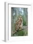 Barred Owl (Strix Varia) in Bald Cypress Forest on Caddo Lake, Texas, USA-Larry Ditto-Framed Photographic Print