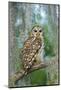 Barred Owl (Strix Varia) in Bald Cypress Forest on Caddo Lake, Texas, USA-Larry Ditto-Mounted Photographic Print