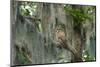 Barred Owl (Strix Varia) in Bald Cypress Forest on Caddo Lake, Texas, USA-Larry Ditto-Mounted Photographic Print