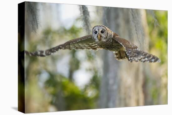 Barred Owl (Strix varia) in bald cypress forest on Caddo Lake, Texas-Larry Ditto-Stretched Canvas