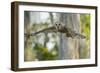 Barred Owl (Strix varia) in bald cypress forest on Caddo Lake, Texas-Larry Ditto-Framed Photographic Print