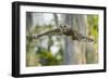 Barred Owl (Strix varia) in bald cypress forest on Caddo Lake, Texas-Larry Ditto-Framed Photographic Print