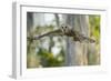 Barred Owl (Strix varia) in bald cypress forest on Caddo Lake, Texas-Larry Ditto-Framed Photographic Print