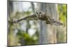 Barred Owl (Strix varia) in bald cypress forest on Caddo Lake, Texas-Larry Ditto-Mounted Photographic Print