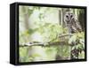 Barred Owl, Vacharie, Louisiana, USA-Rob Tilley-Framed Stretched Canvas