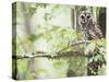 Barred Owl, Vacharie, Louisiana, USA-Rob Tilley-Stretched Canvas