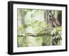 Barred Owl, Vacharie, Louisiana, USA-Rob Tilley-Framed Photographic Print