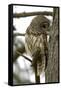 Barred Owl-Linda Wright-Framed Stretched Canvas