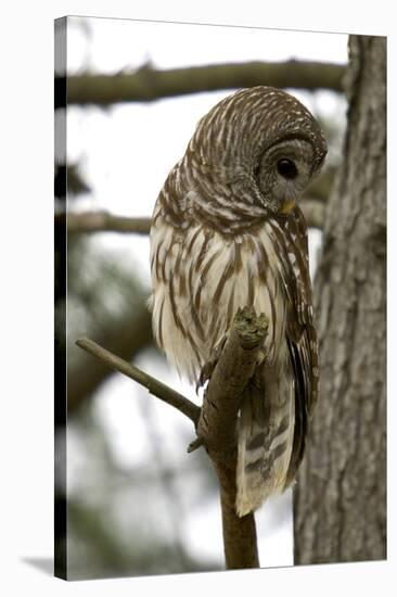 Barred Owl-Linda Wright-Stretched Canvas