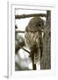 Barred Owl-Linda Wright-Framed Photographic Print