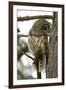 Barred Owl-Linda Wright-Framed Photographic Print