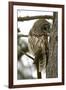 Barred Owl-Linda Wright-Framed Photographic Print